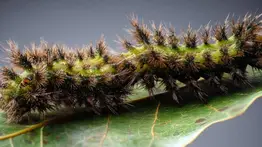 En Venezuela habita la oruga letal Lonomia: su veneno puede generar complicaciones graves de salud