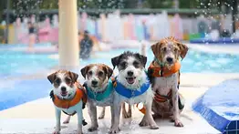 Colorado abre un plan único para mascotas: piscina, diversión y corte de uñas gratis para perros