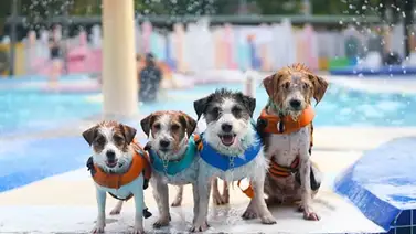 Colorado abre un plan único para mascotas: piscina, diversión y corte de uñas gratis para perros Colorado abre un plan único para mascotas: piscina, diversión y corte de uñas gratis para perros