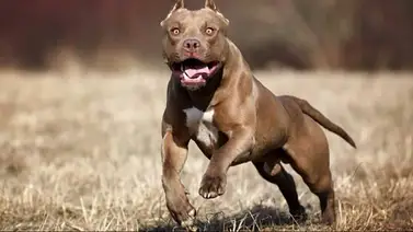 “Se comieron mi pie y mi pantorrilla”: madre narra el terror que vivió al ser atacada por cuatro perros pitbull “Se comieron mi pie y mi pantorrilla”: madre narra el terror que vivió al ser atacada por cuatro perros pitbull
