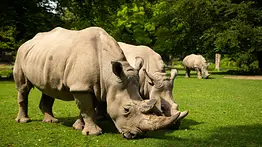 Famoso zoológico de EEUU recibirá rinocerontes blancos por primera vez en 130 años este otoño
