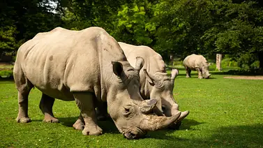 Famoso zoológico de EEUU recibirá rinocerontes blancos por primera vez en 130 años este otoño Famoso zoológico de EEUU recibirá rinocerontes blancos por primera vez en 130 años este otoño