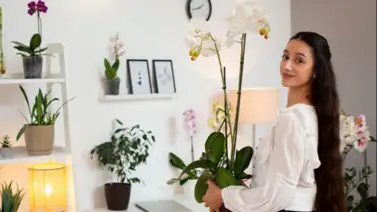 Las tres mejores plantas de interior que destacan por su belleza y durabilidad: y de bajo mantenimiento Las tres mejores plantas de interior que destacan por su belleza y durabilidad: y de bajo mantenimiento