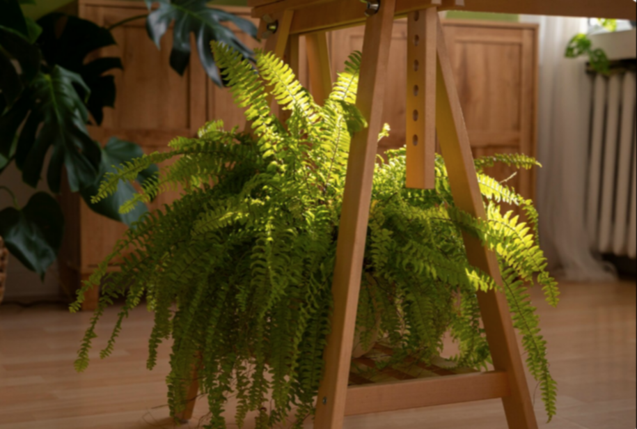 Las tres mejores plantas de interior que destacan por su belleza y durabilidad: y de bajo mantenimiento