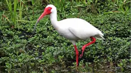 Reserva Robinson en Florida abre sus senderos a los amantes de la observación de aves