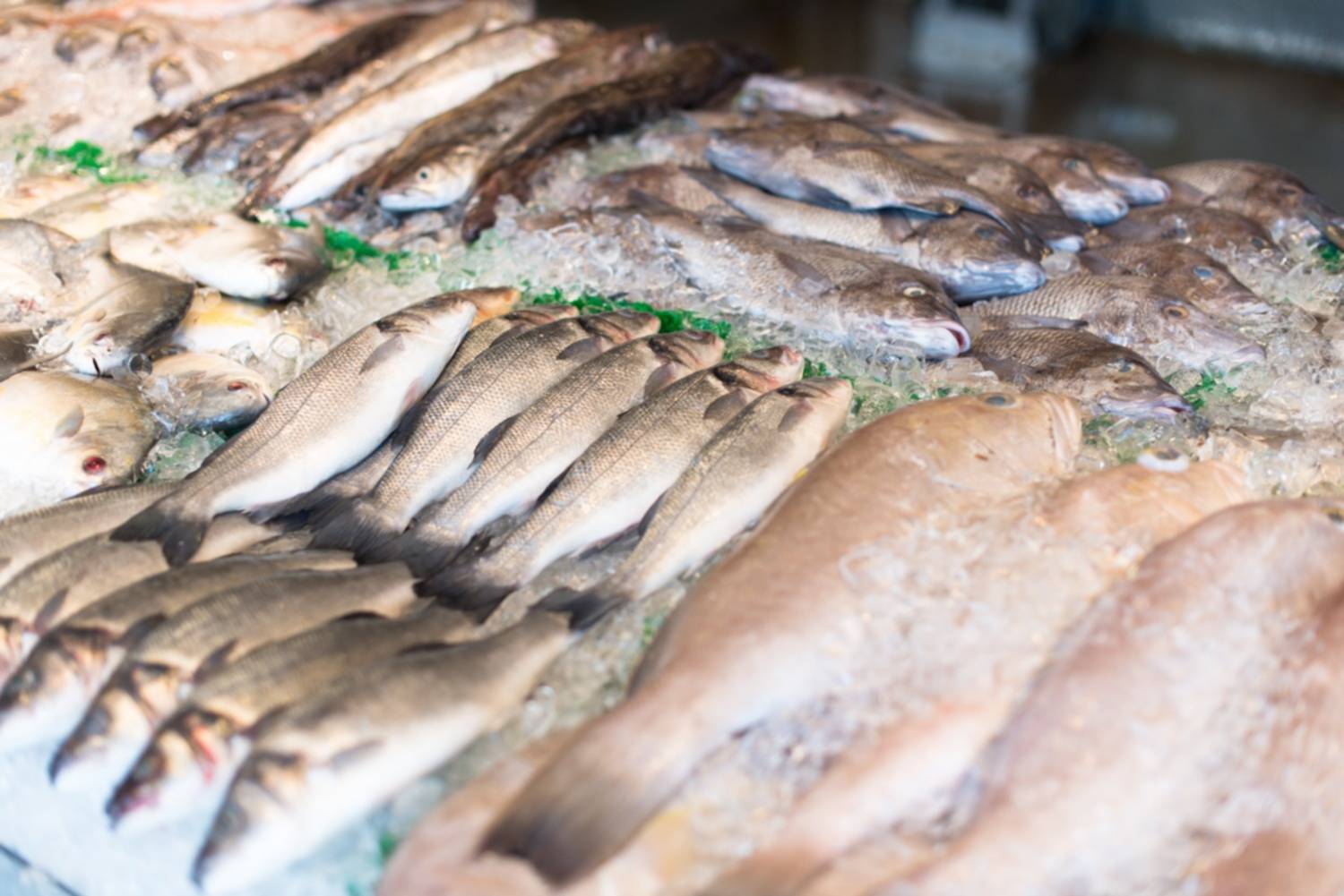 Claves para identificar el pescado fresco: Todo lo que debes saber al momento de hacer las compras Claves para identificar el pescado fresco: Todo lo que debes saber al momento de hacer las compras