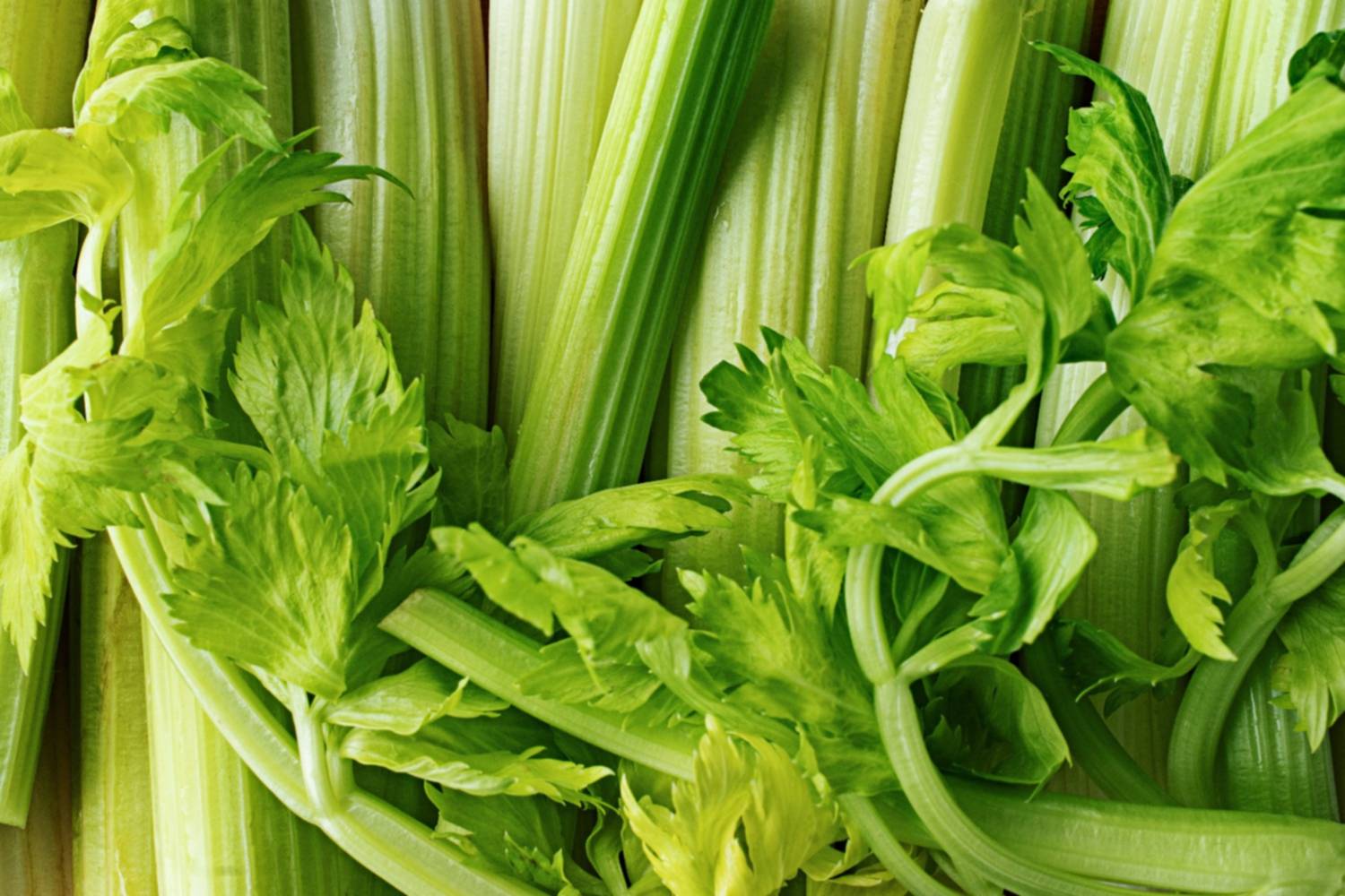 Poner apio o celery en tus comidas: para qué sirve y por qué se recomienda