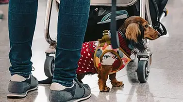 ¿Vas a salir del país con tu mascota? Esto es lo que pide el INSAI en Venezuela ¿Vas a salir del país con tu mascota? Esto es lo que pide el INSAI en Venezuela
