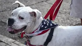 ¿Cuáles son los diez nombres de perro más utilizados en EEUU?