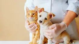 Misión Nevado realiza jornada veterinaria gratuita este 18 de septiembre: servicios y ubicación 