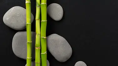 Día Mundial del Bambú: Entérate cuáles son los beneficios de esta planta y dónde ubicarla en casa Día Mundial del Bambú: Entérate cuáles son los beneficios de esta planta y dónde ubicarla en casa