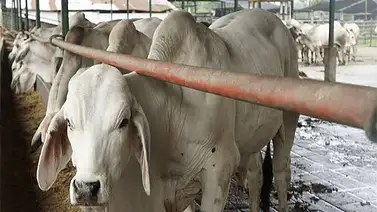 Fedenaga activa sala situacional para el sector ganadero: así planea apoyar a los pequeños productores Fedenaga activa sala situacional para el sector ganadero: así planea apoyar a los pequeños productores