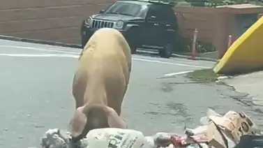 Presencia de un cerdo en Lomas del Sol alerta sobre fallas de aseo y peligro vial en El Hatillo Presencia de un cerdo en Lomas del Sol alerta sobre fallas de aseo y peligro vial en El Hatillo