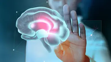 Restauran función cerebral en roedores mediante neuronas humanas: avance en neurodesarrollo Restauran función cerebral en roedores mediante neuronas humanas: avance en neurodesarrollo