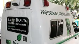 Jornada de esterilización felina en Baruta: conozca la fecha y ubicación