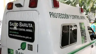 Jornada de esterilización felina en Baruta: conozca la fecha y ubicación Jornada de esterilización felina en Baruta: conozca la fecha y ubicación