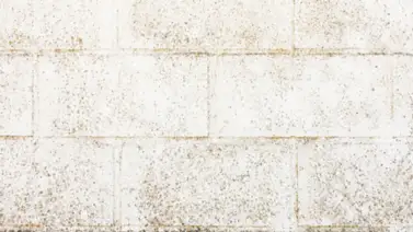Moho en el baño: causas de las manchas oscuras y soluciones sencillas Moho en el baño: causas de las manchas oscuras y soluciones sencillas