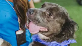 Jornadas de adopción en Miami-Dade: refugio entregará mascotas con vacunas y esterilización incluida
