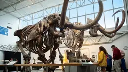 Atracciones gratuitas del Museo de Florida: el más grande del sureste de EEUU
