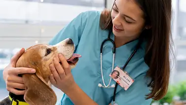 Vacunas, microchips y desparasitación gratis para mascotas en Miami Beach: conozca días y horarios Vacunas, microchips y desparasitación gratis para mascotas en Miami Beach: conozca días y horarios