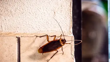 Descubre este método para deshacerte de las cucarachas en tu casa Descubre este método para deshacerte de las cucarachas en tu casa