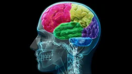 La hierba que debes agregar a cualquier bebida para mejorar el funcionamiento de tu cerebro