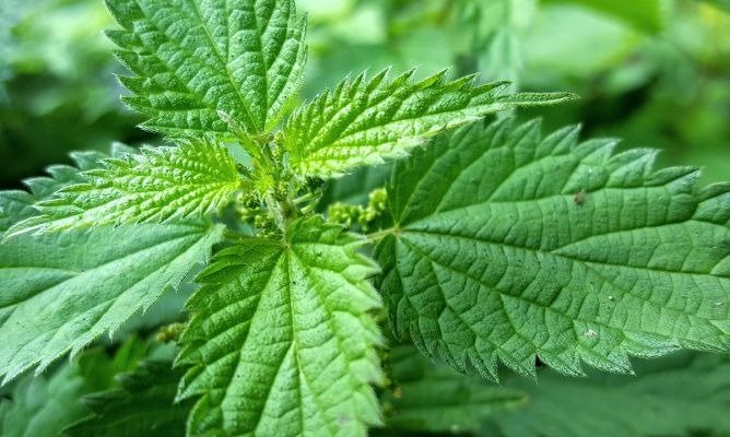 La infusión que combate el dolor de vientre en un dos por tres
