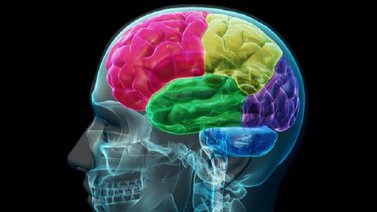 Oler esta planta aromática todos los días tiene efectos positivos en el cerebro