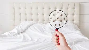 Así debes limpiar tu colchón para mantenerlo libre de ácaros Así debes limpiar tu colchón para mantenerlo libre de ácaros