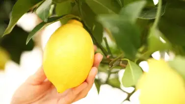 Regula la glucosa y la presión arterial al incluir esta fruta en tu dieta Regula la glucosa y la presión arterial al incluir esta fruta en tu dieta