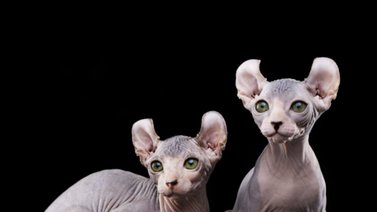 Además de su falta de pelaje, por esto buscan al gato elfo como mascota