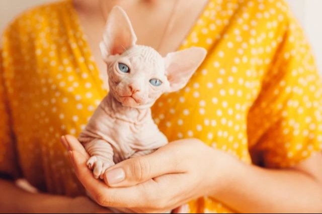 Además de su falta de pelaje, por esto buscan al gato elfo como mascota Además de su falta de pelaje, por esto buscan al gato elfo como mascota