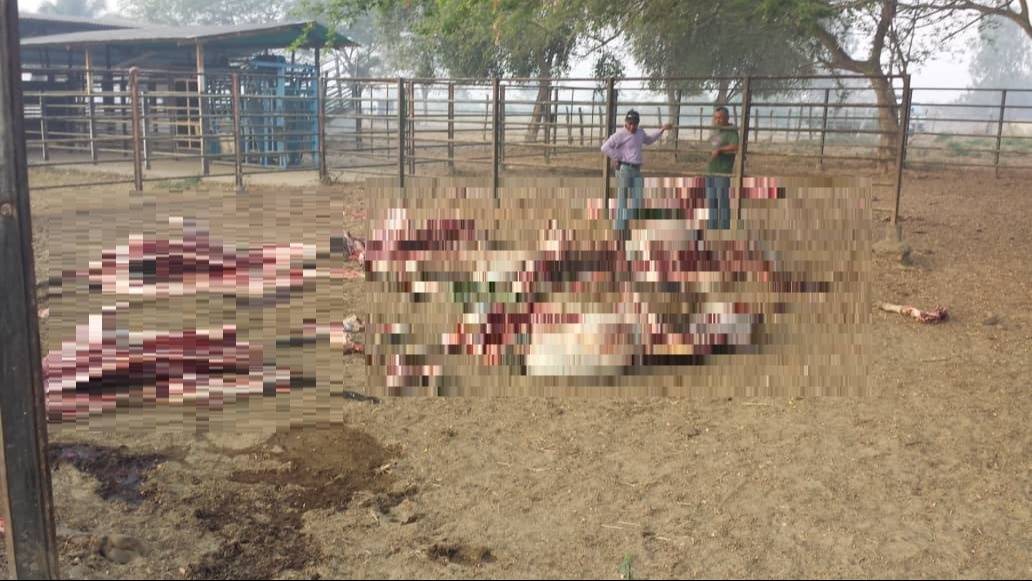 Barinas | Delincuentes asaltaron finca y sacrificaron varias reses Barinas | Delincuentes asaltaron finca y sacrificaron varias reses