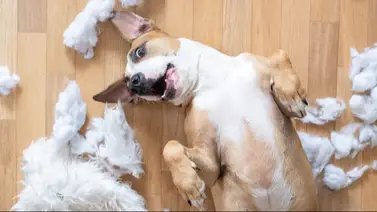 Tips de cómo actuar ante un ataque epiléptico en tu perro Tips de cómo actuar ante un ataque epiléptico en tu perro