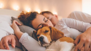 Por qué el perro quiere dormir contigo en la cama