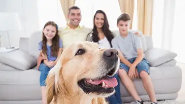 Estadounidenses pueden gastar hasta $1.445 en cuidado para mascotas Estadounidenses pueden gastar hasta $1.445 en cuidado para mascotas