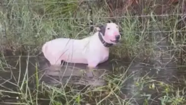 Detienen al dueño del famoso perro rescatado durante el huracán Milton Detienen al dueño del famoso perro rescatado durante el huracán Milton
