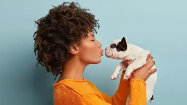 2001online – California – mascota 2001online – California – mascota