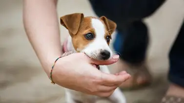 ¿Tu perro acostumbra morderte las manos? Esto dicen los expertos ¿Tu perro acostumbra morderte las manos? Esto dicen los expertos