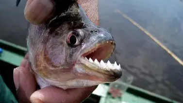 Mujer pagó para asesinar a su esposo y fue lanzado a las pirañas Mujer pagó para asesinar a su esposo y fue lanzado a las pirañas