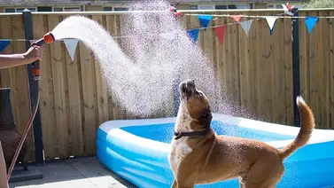 Mejores mascotas para tener si vives en un lugar con clima cálido Mejores mascotas para tener si vives en un lugar con clima cálido