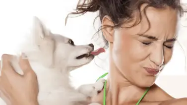 Con estos consejos evitarás el mal aliento en tu perro Con estos consejos evitarás el mal aliento en tu perro