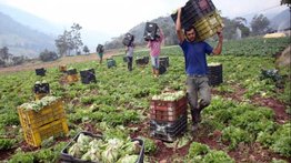 pagos-ayuda-productores-agrícolas