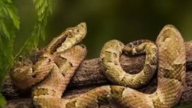 Hombre fue mordido por serpiente mapanare en Valencia Hombre fue mordido por serpiente mapanare en Valencia