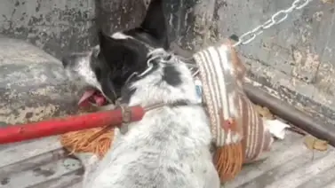 2001online - Venezuela - mascotas 2001online - Venezuela - mascotas