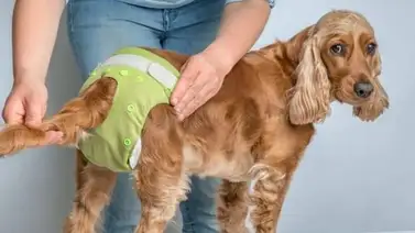 Perra en celos: así debes cuidarla durante este período semestral Perra en celos: así debes cuidarla durante este período semestral