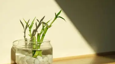 Cómo cuidar el bambú y dónde ubicarlo para atraer la suerte Cómo cuidar el bambú y dónde ubicarlo para atraer la suerte