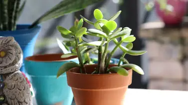 Lleva una planta de jade a tu casa y atrae la prosperidad económica Lleva una planta de jade a tu casa y atrae la prosperidad económica