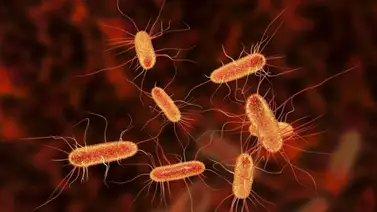 E. coli: Qué es y cómo se contagia esta mortal enfermedad E. coli: Qué es y cómo se contagia esta mortal enfermedad