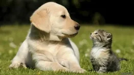 Ohio | Ley Goddard actualiza sus normas para proteger animales